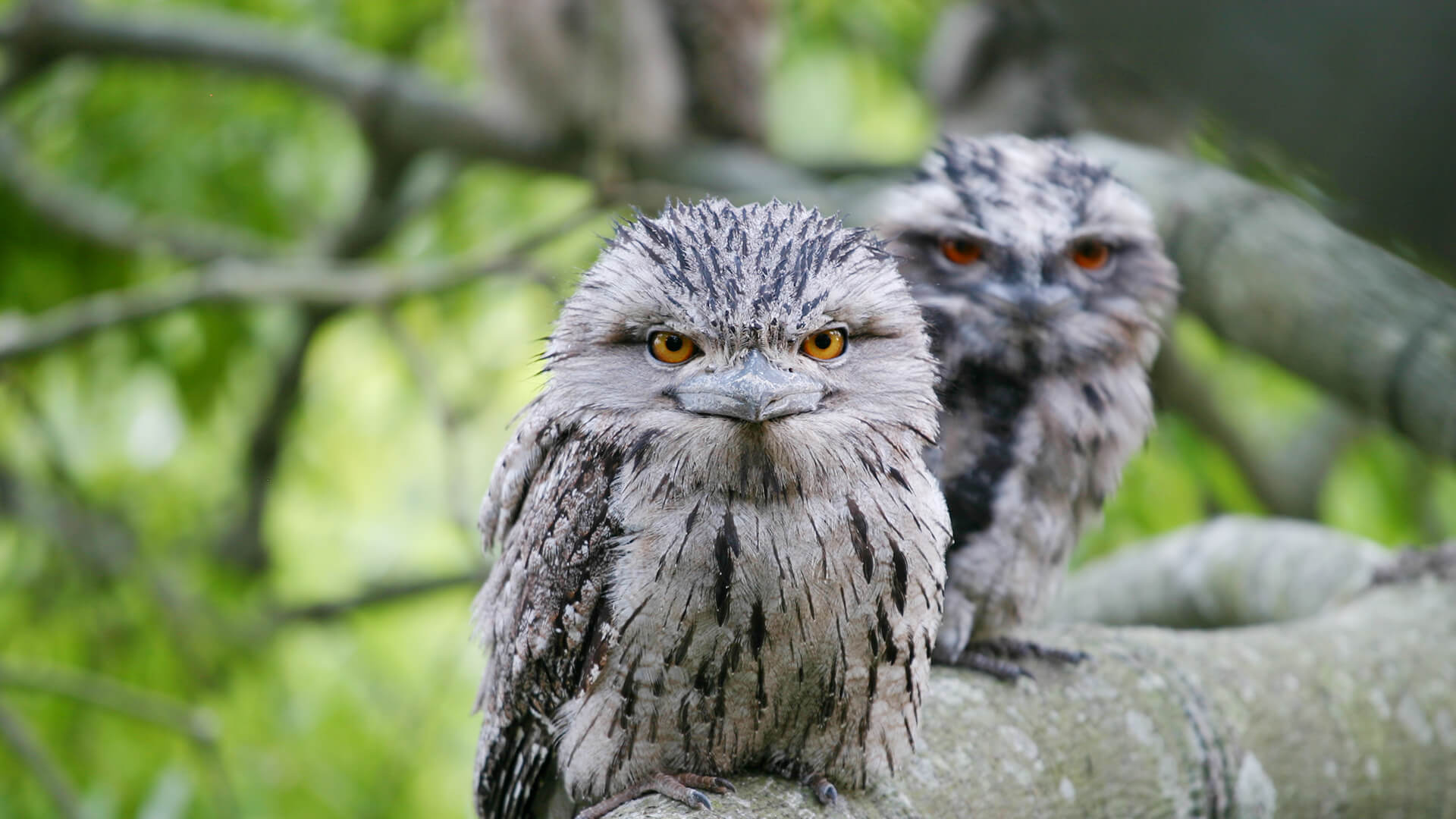 Frogmouth Club